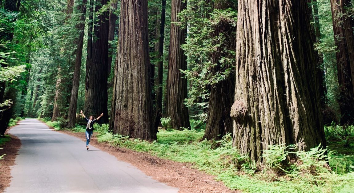 Magical Redwoods