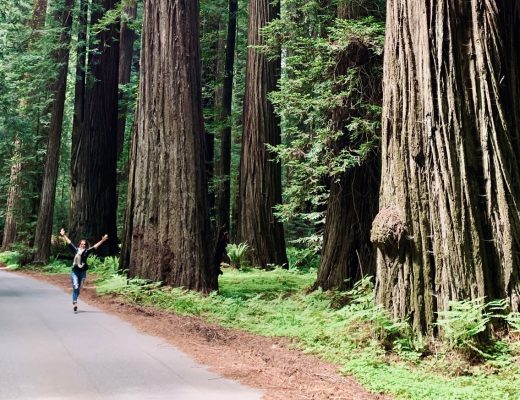 Magical Redwoods